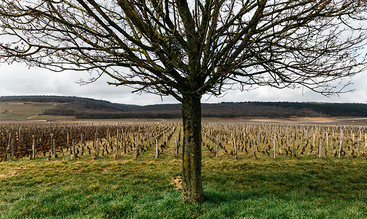 Beyond the vineyards: Contemporary art thrives in Burgundy